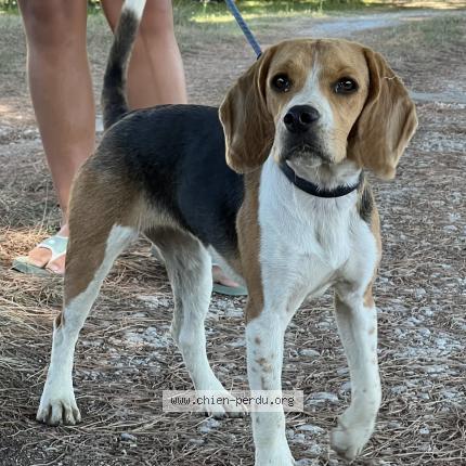 Photo 1/1 Chien retrouvé Trouvé à Saint felix de foncaude