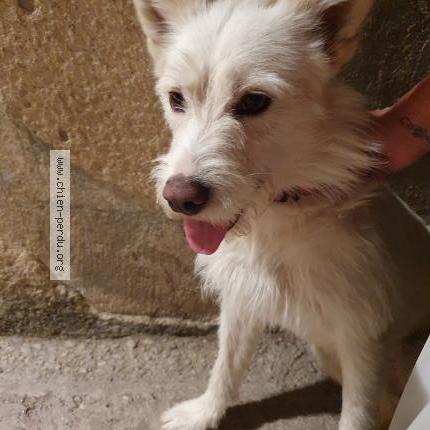 Photo de chien trouvé à St Donat Sur L Herbasse