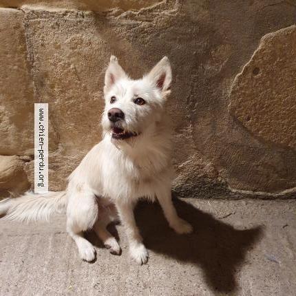 Photo 2/2 Chien retrouvé Trouvé à St Donat Sur L Herbasse