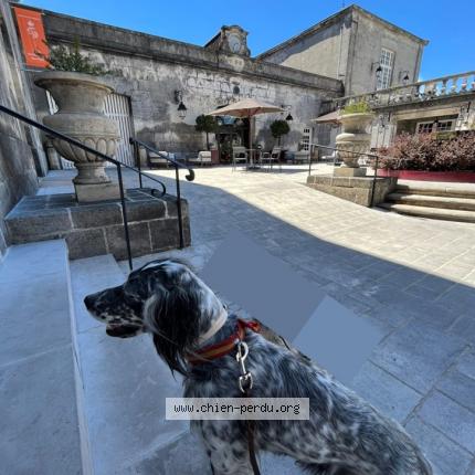 Photo de chien perdu à Asnieres La Giraud