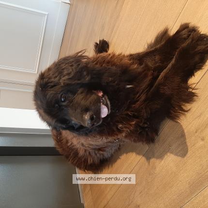 Photo de chien trouvé à Jossigny