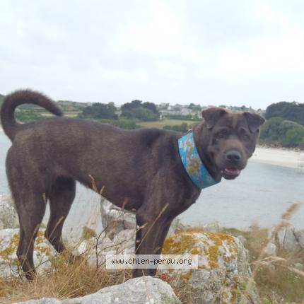 Photo de chien perdu à Le Moustoir