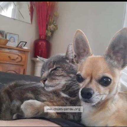 Photo de chien perdu à Carrieres Sur Seine