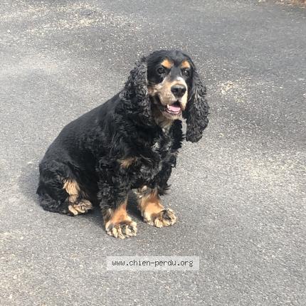 Photo de chien perdu à Vence