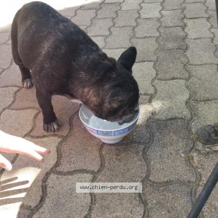 Photo de chien trouvé à Cuxac D Aude