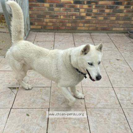 Photo 1/1 Chien retrouvé Perdu à Chassille