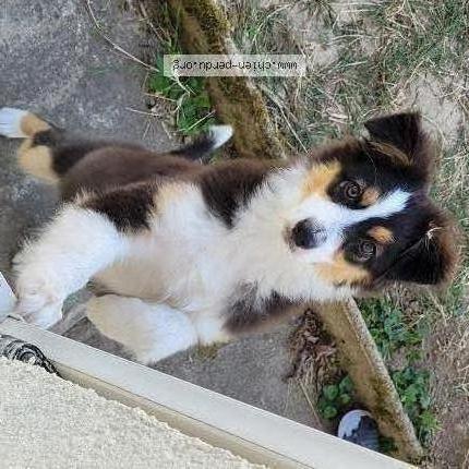 Photo 1/1 Chien retrouvé Perdu à Tours