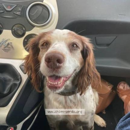 Photo 1/1 Chien retrouvé Trouvé à Bertric buree