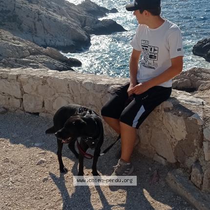 Photo de chien perdu à Ventabren