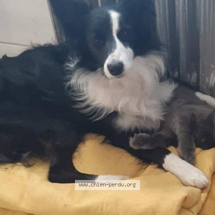 Photo de chien perdu à Tocqueville Les Murs