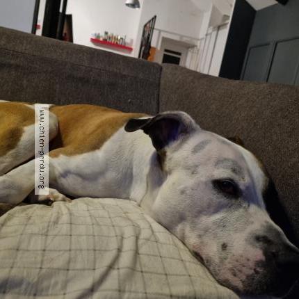 Photo 1/1 Chien retrouvé Trouvé à Chambon feugerolles