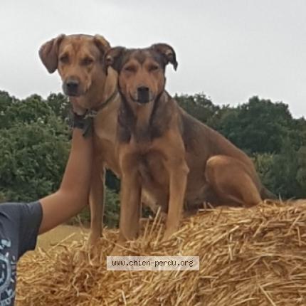 Photo 1/1 Chien retrouvé Perdu à Vitry saint francois