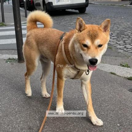 Photo de chien perdu à Paris