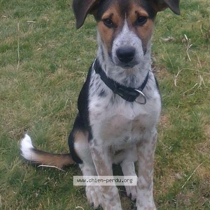 Photo 1/1 Chien retrouvé Perdu à Montpellier