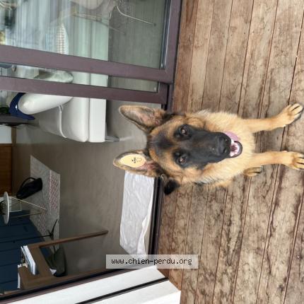 Photo de chien perdu à Solenzara