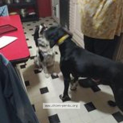 Photo de chien trouvé à Marcellus