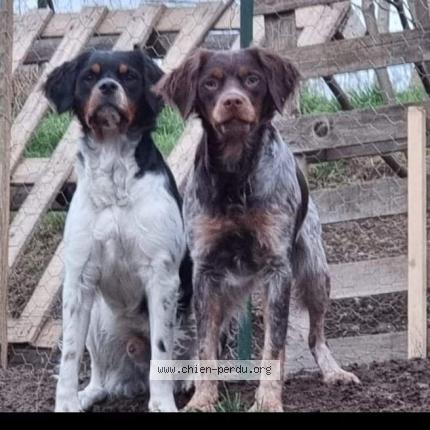 Photo de chien perdu à Arc En Barrois