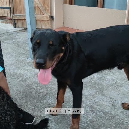 Photo 1/1 Chien retrouvé Perdu à Lafitte Vigordane