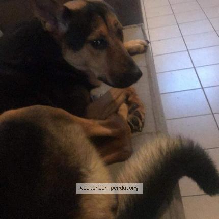 Photo 1/1 Chien retrouvé Perdu à Saint fulgent