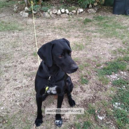 Photo 1/1 Chien retrouvé Trouvé à Etrepagny