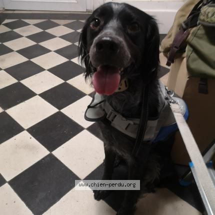 Photo de chien trouvé à Angouleme