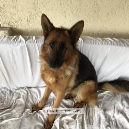 Photo de chien perdu à Minzac