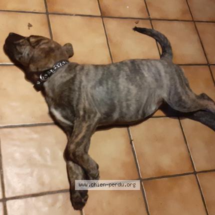 Photo de chien perdu à Puybarban