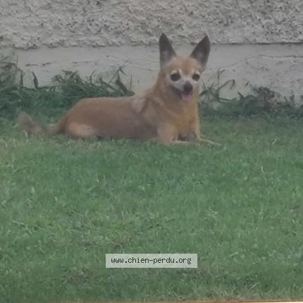 Photo de chien perdu à Merignac