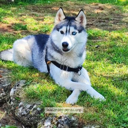 Photo de chien perdu à Sussargues