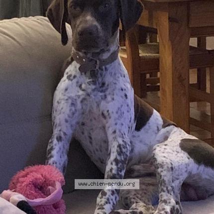 Photo 1/1 Chien retrouvé Perdu à Saint Privat En Perigord