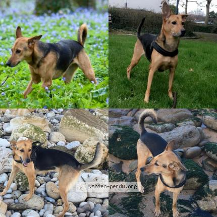 Photo 1/1 Chien retrouvé Perdu à Ouffieres