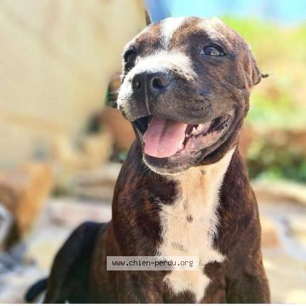 Photo de chien perdu à Anse