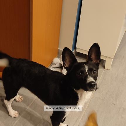 Photo de chien trouvé à Henin Beaumont