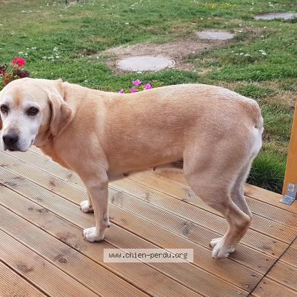 Photo 1/1 Chien retrouvé Perdu à Evreux