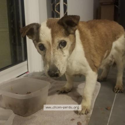 Photo 1/3 Chien retrouvé Perdu à Orgeval