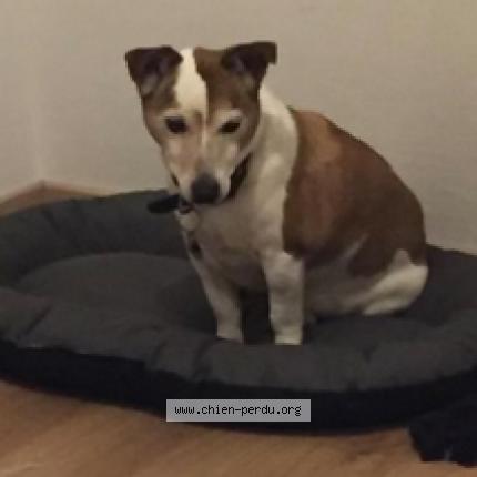 Photo 2/3 Chien retrouvé Perdu à Orgeval