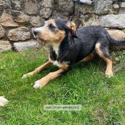 Photo de chien trouvé à Saint Basile