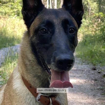 Photo de chien perdu à La Vieille Loye