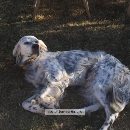 Photo de chien perdu à Chateau Garnier