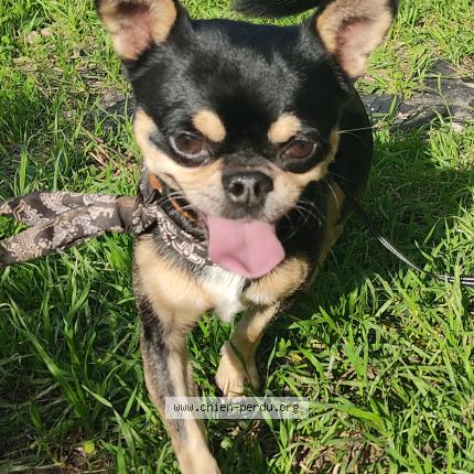 Photo de chien trouvé à Asperes