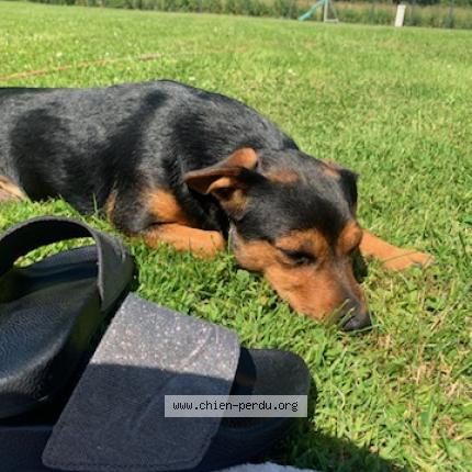 Photo de chien perdu à Vendeuvre