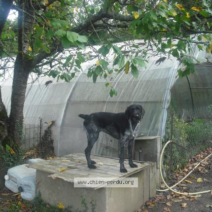 Photo de chien perdu à Cesson Sevigne