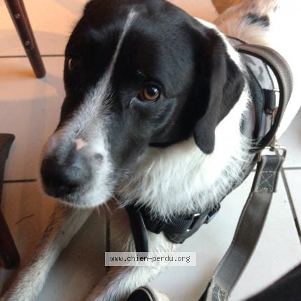 Photo de chien perdu à Pluvigner