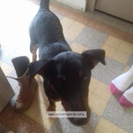 Photo de chien perdu à Vierzon