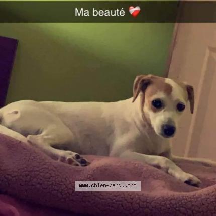 Photo de chien perdu à Serquigny