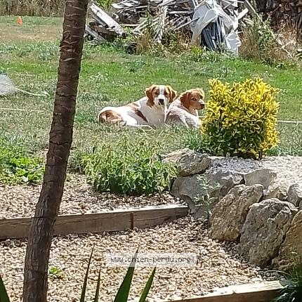 Photo 1/1 Chien retrouvé Perdu à Sainte Genevieve