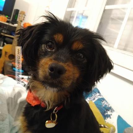 Photo de chien perdu à Loison Sous Lens