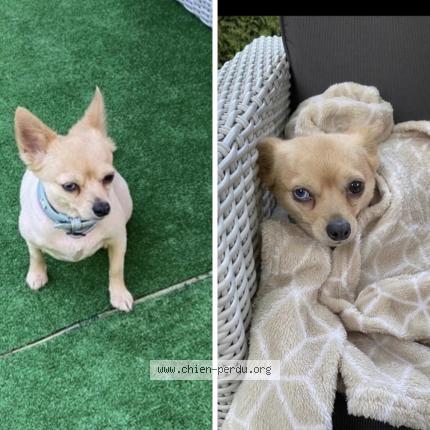 Photo de chien perdu à Forbach