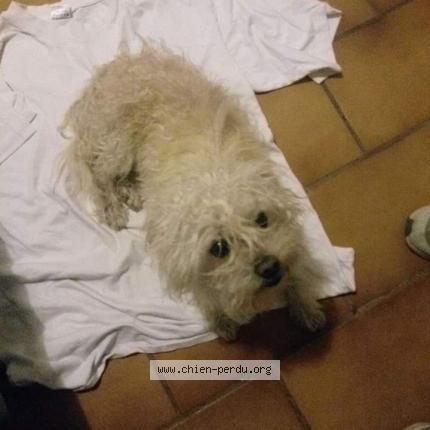 Photo 1/1 Chien retrouvé Perdu à Mezos