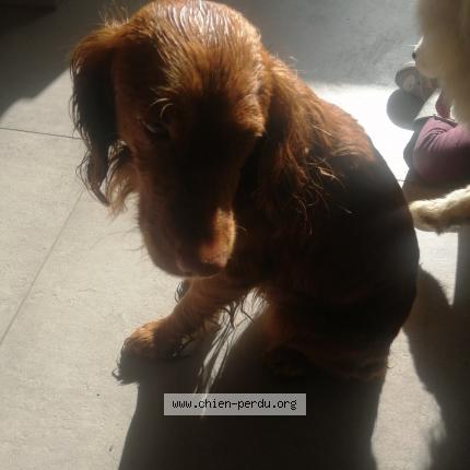 Photo de chien trouvé à Nieul Le Dolent